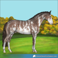 Horse Color:Liver Chestnut Sabino 