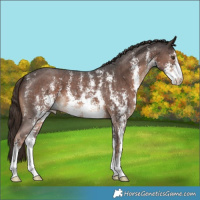 Horse Color:Liver Chestnut Sabino