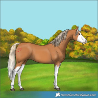 Horse Color:Chestnut Splash 