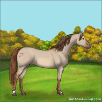 Horse Color:Red Dun 
