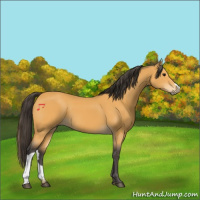 Horse Color:Buckskin 