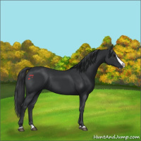 Horse Color:Black Splash 