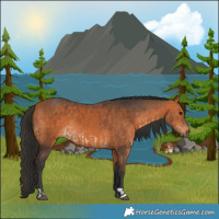 Horse Color:Bay  and Bay 
