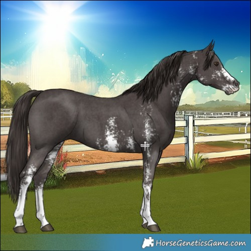 Horse Color:Liver Chestnut Sabino 