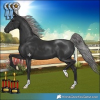 Horse Color:Platinum Liver Chestnut 