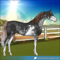 Horse Color:Liver Chestnut Sabino 