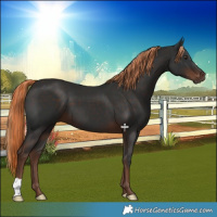 Horse Color:Liver Chestnut 