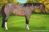 Horse Color:Bay Roan 
