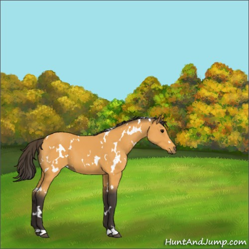 Horse Color:White Spotted Buckskin 