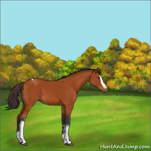 Horse Color:White Spotted Buckskin Tobiano 