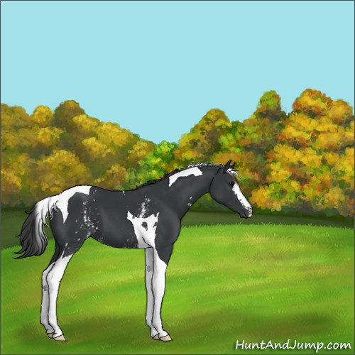 Horse Color:White Spotted Black Tobiano 