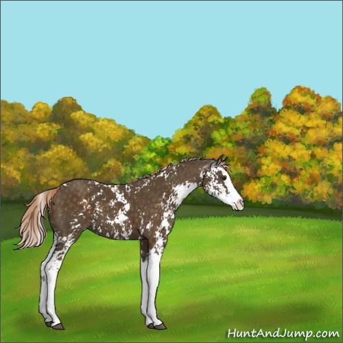 Horse Color:Chocolate Palomino Sabino Splash 