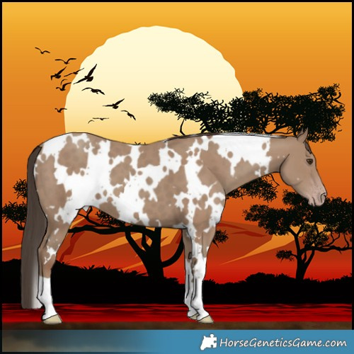 Horse Color:White Spotted Classic Champagne 