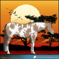 Horse Color:White Spotted Classic Champagne 