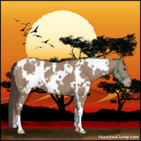 Horse Color:White Spotted Classic Champagne 