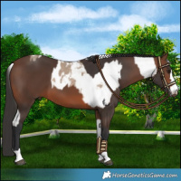 Horse Color:Brown Dun Blanket and Brown
