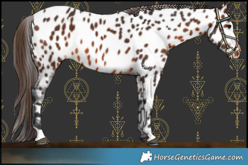 Horse Color:Brown Appaloosa 