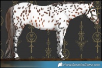 Horse Color:Brown Near Leopard 
