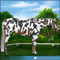 Horse Color:Brown Near Leopard