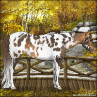 Horse Color:Buckskin Tobiano Near Leopard 