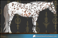 Horse Color:Bay Leopard Rabicano 