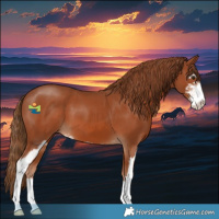 Horse Color:Chestnut Sabino 
