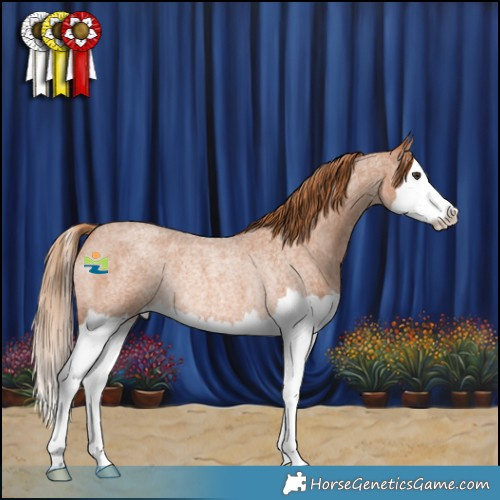 Horse Color:Red Roan Splash Rabicano 