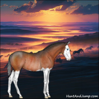 Horse Color:Bay Roan Splash Rabicano 