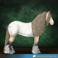 Horse Color:Buckskin Appaloosa 