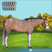 Horse Color:Red Roan Splash Rabicano and Bay Roan Splash