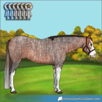 Horse Color:Red Roan Splash Rabicano  and Bay Roan Splash 