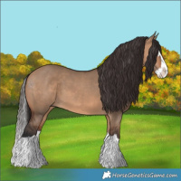 Horse Color:Bay Dun Splash 