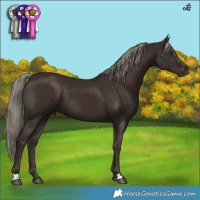 Horse Color:Liver Chestnut Mushroom