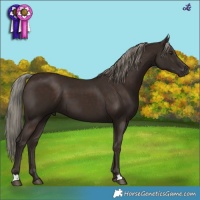 Horse Color:Liver Chestnut Mushroom 