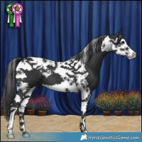 Horse Color:Black Splash Tobiano 