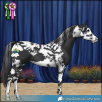 Horse Color:Black Splash Tobiano