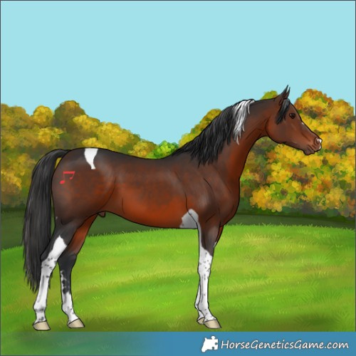 Horse Color:Brown Tobiano 
