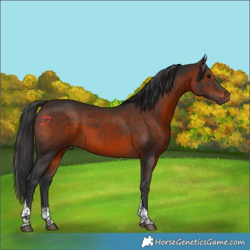 Horse Color:Brown Tobiano 