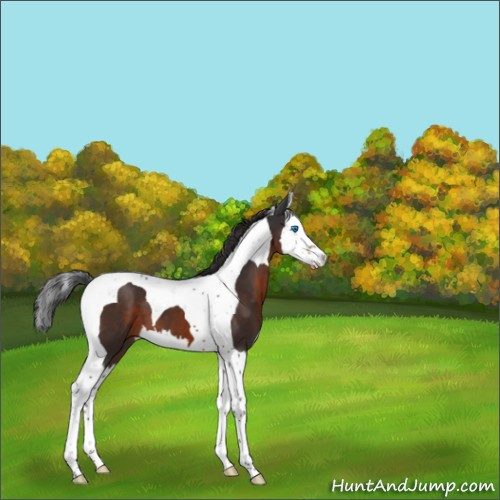 Horse Color:Brown Splash Tobiano 