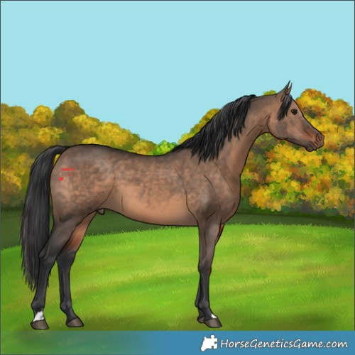 Horse Color:Brown Dun 