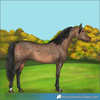 Horse Color:Brown Dun 