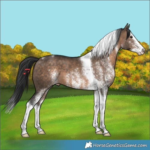 Horse Color:White Spotted Brown Dun Splash Tobiano 