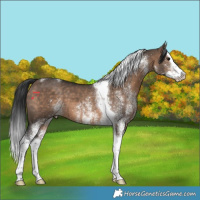 Horse Color:White Spotted Brown Dun Splash Tobiano 