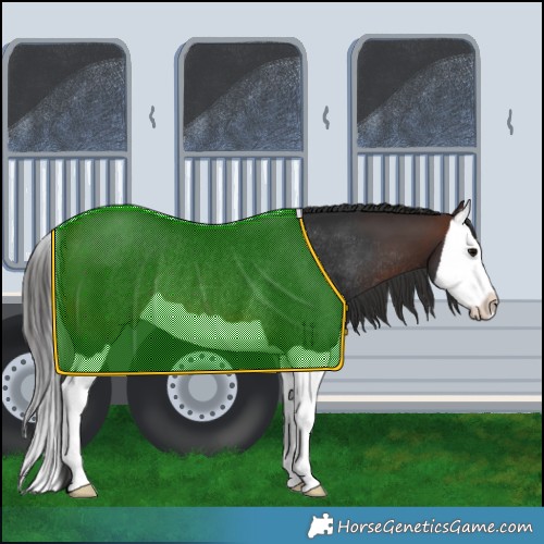 Horse Color:Brown Splash Rabicano 