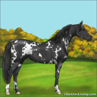 Horse Color:White Spotted Black 