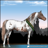 Horse Color:White Spotted Liver Chestnut Blanket 