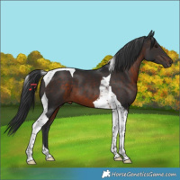 Horse Color:Brown Tobiano 