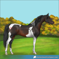 Horse Color:Brown Tobiano