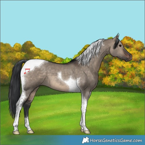 Horse Color:Brown Dun Tobiano 