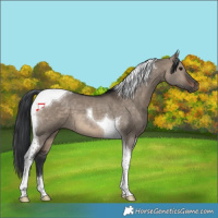 Horse Color:Brown Dun Tobiano 